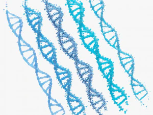 DNA Genetic Molecule 3D Model