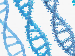 DNA Genetic Molecule 3D 模型