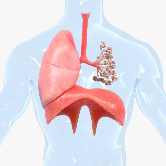 Human Respiratory System Lungs 3D 模型 .c4d .max .obj .3ds .fbx .stl .blend 