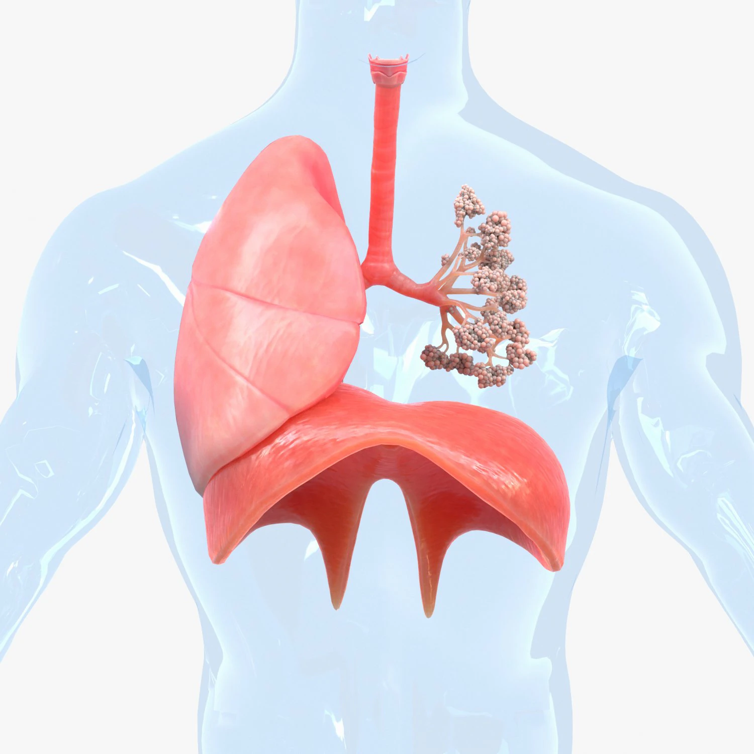 Human Respiratory System Lungs 3D Model .c4d .max .obj .3ds .fbx .stl .blend 