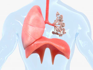 Pulm&otilde;es do sistema respirat&oacute;rio humano Modelo 3D
