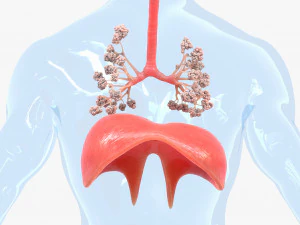 Human Respiratory System Lungs 3D Model