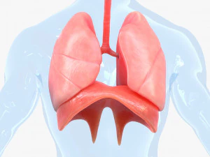Human Respiratory System Lungs 3D Model