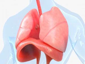 Human Respiratory System Lungs 3D Model
