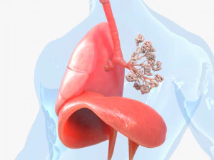 Human Respiratory System Lungs 3D Model