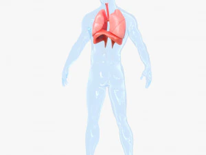 Human Respiratory System Lungs 3D Model