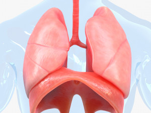 Human Respiratory System Lungs 3D 模型