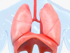 Human Respiratory System Lungs 3D Model