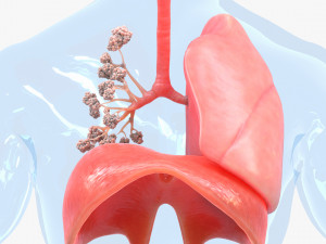 Human Respiratory System Lungs 3D 模型
