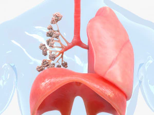 Human Respiratory System Lungs 3D Model