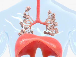 Human Respiratory System Lungs 3D Model