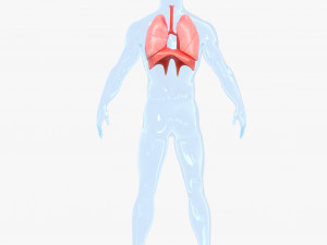 Human Respiratory System Lungs 3D 模型