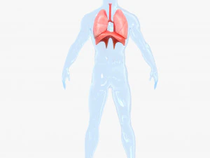 Human Respiratory System Lungs 3D Model