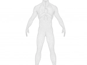 Human Respiratory System Lungs 3D Model