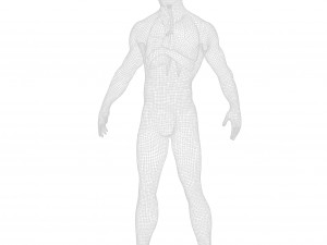 Human Respiratory System Lungs 3D 模型