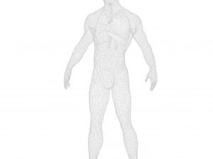 Human Respiratory System Lungs 3D Model