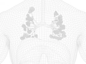 Human Respiratory System Lungs 3D Model