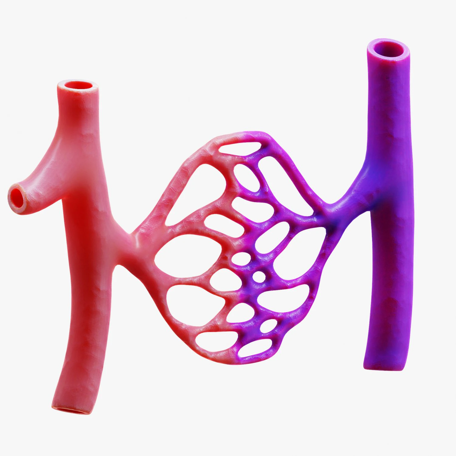 Blood Vessels 3D Model .c4d .max .obj .3ds .fbx .stl .blend 