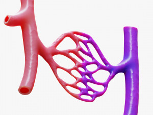 Blood Vessels 3Dモデル