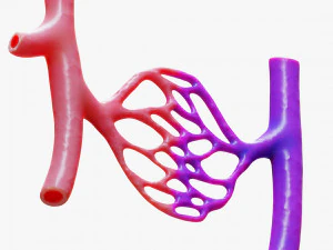 Blood Vessels 3D Model