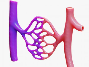 Blood Vessels 3D Model