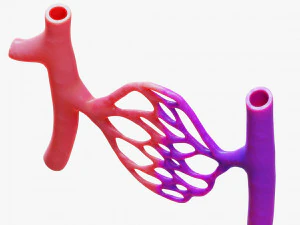 Blood Vessels 3D Model