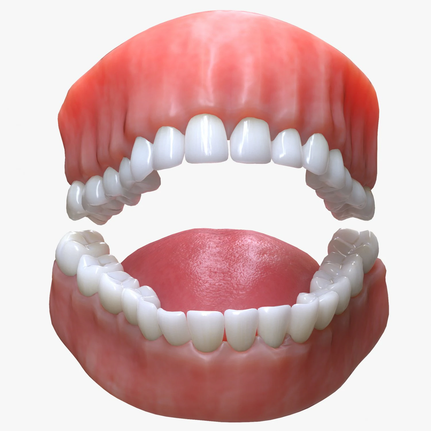 Human Mouth Teeth Tongue 3D Model .c4d .max .obj .3ds .fbx .stl .blend 