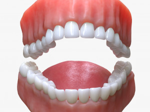 Human Mouth Teeth Tongue 3D Model
