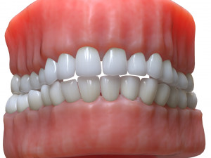 Human Mouth Teeth Tongue Model 3D