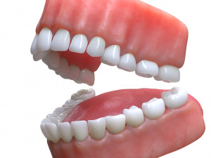 Human Mouth Teeth Tongue Model 3D