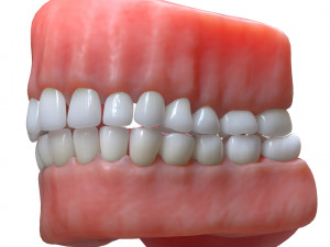 Human Mouth Teeth Tongue Model 3D