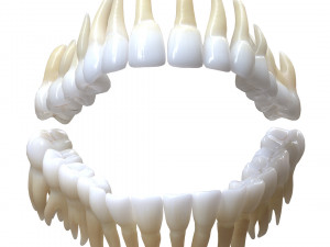 Human Mouth Teeth Tongue Model 3D