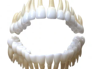 Human Mouth Teeth Tongue 3D Model