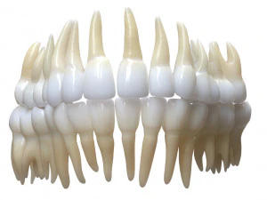 Human Mouth Teeth Tongue 3D Model