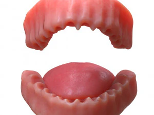 Human Mouth Teeth Tongue 3D Model