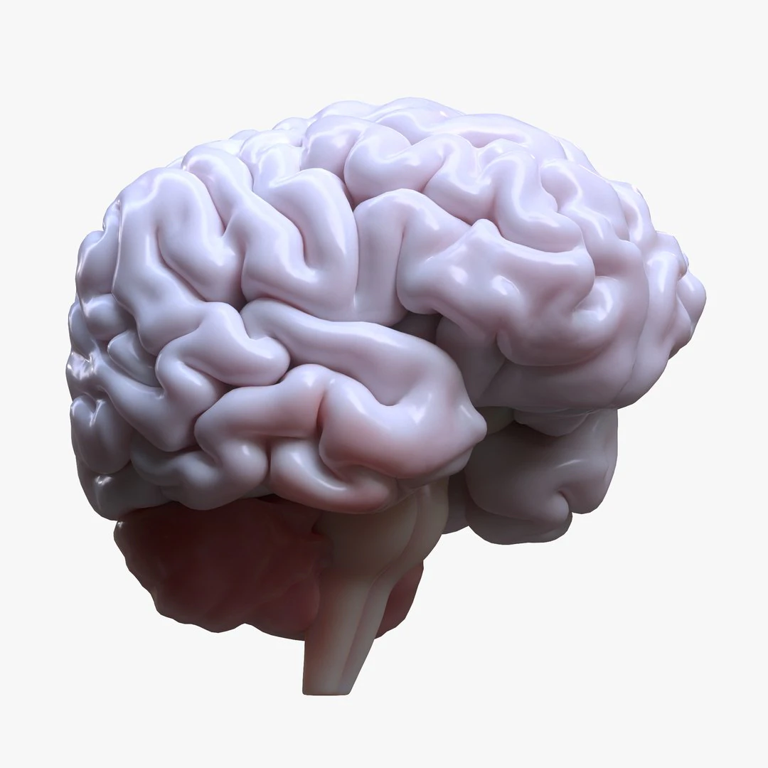 Human Brain Anatomy 3D Model .c4d .max .obj .3ds .fbx .stl .blend 