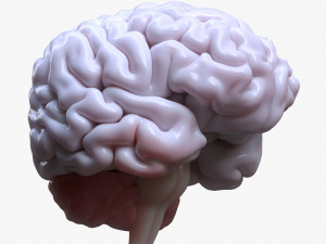 Human Brain Anatomy 3D Model