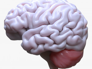 Human Brain Anatomy 3D Model