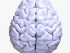 Human Brain Anatomy 3D Model