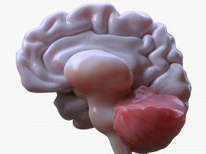 Human Brain Anatomy 3D Model