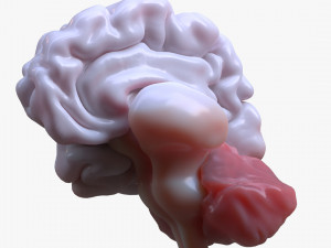 Human Brain Anatomy 3D Model