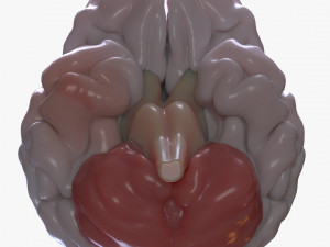 Human Brain Anatomy 3D Model