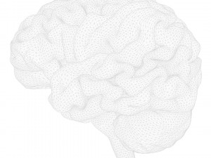Human Brain Anatomy 3D Model
