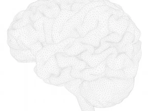 Human Brain Anatomy 3D Model