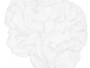Human Brain Anatomy 3D Model