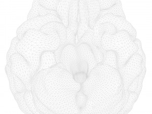 Human Brain Anatomy 3D Model