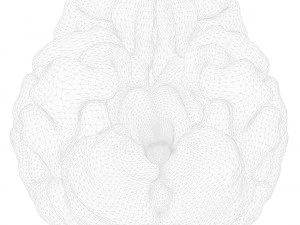 Human Brain Anatomy 3D Model