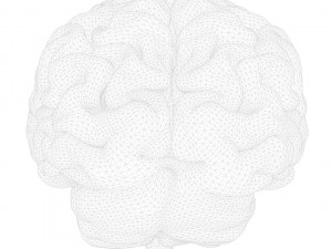 Human Brain Anatomy 3D Model