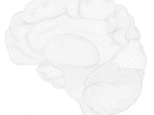 Human Brain Anatomy 3D Model