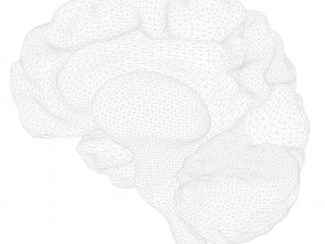 Human Brain Anatomy 3D Model